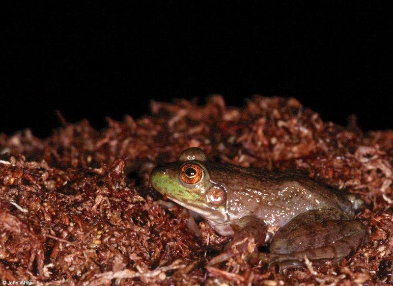 Last frogs of 2000 #3; DISPLAY FULL IMAGE.