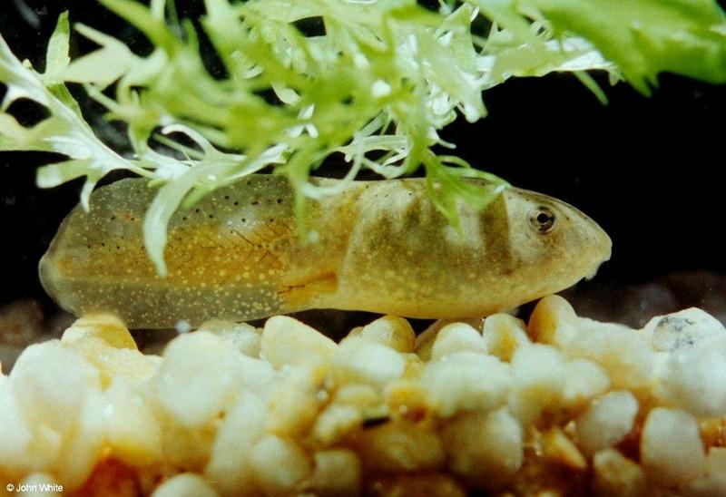 Bullfrog Tadpole; DISPLAY FULL IMAGE.