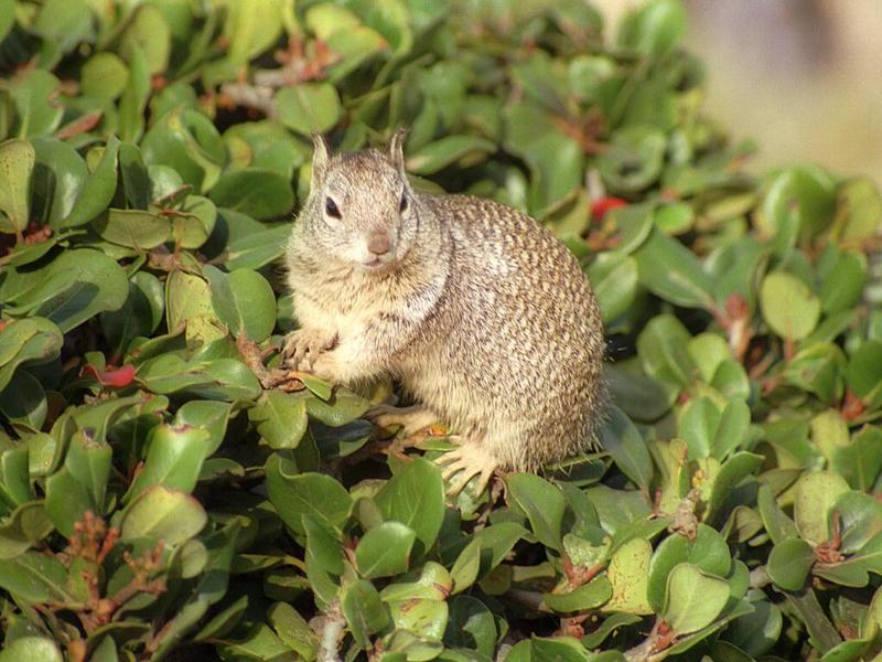 Some ol' scans from California, in between - ground squirrel at La Jolla Beach; DISPLAY FULL IMAGE.