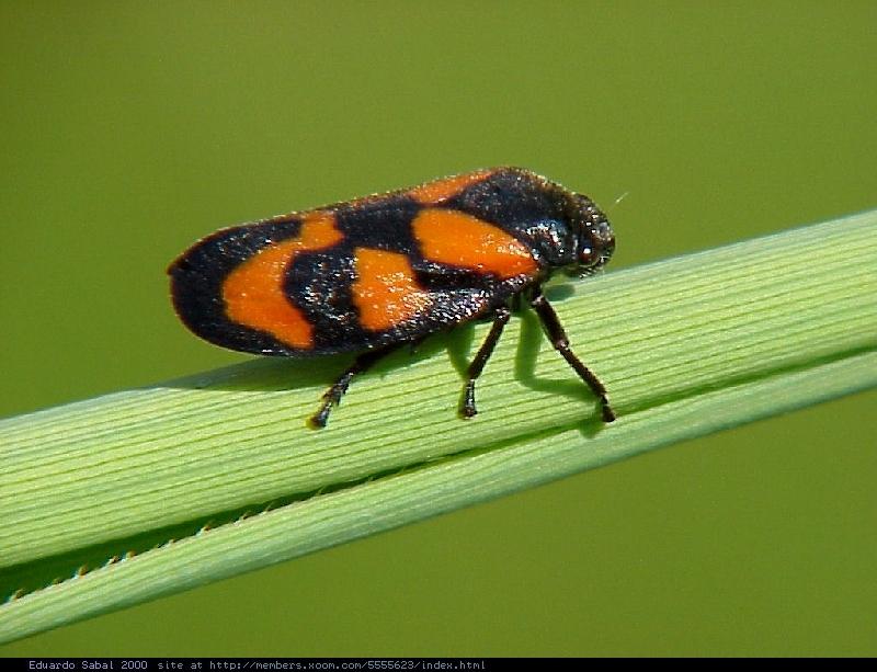 Again more bugpics VI; DISPLAY FULL IMAGE.