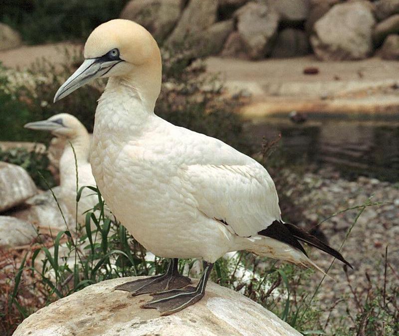 Nikon Coolscan victim #2 - Blue-footed Booby in Rostock Zoo; DISPLAY FULL IMAGE.