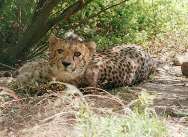 Candid cat in Hannover Zoo - Cheetah trying to avoid being photographed; DISPLAY FULL IMAGE.