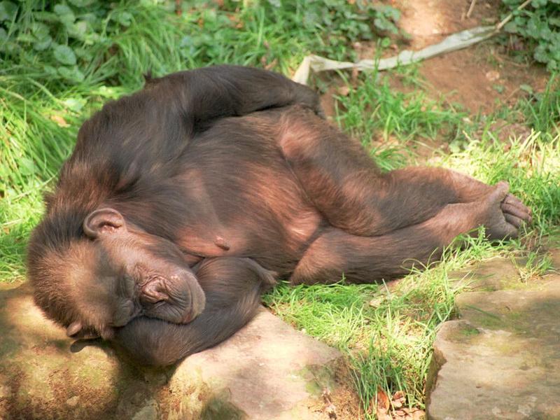 1024x768 wallpaper size repost - Chimpanzee lady napping in Hannover Zoo; DISPLAY FULL IMAGE.