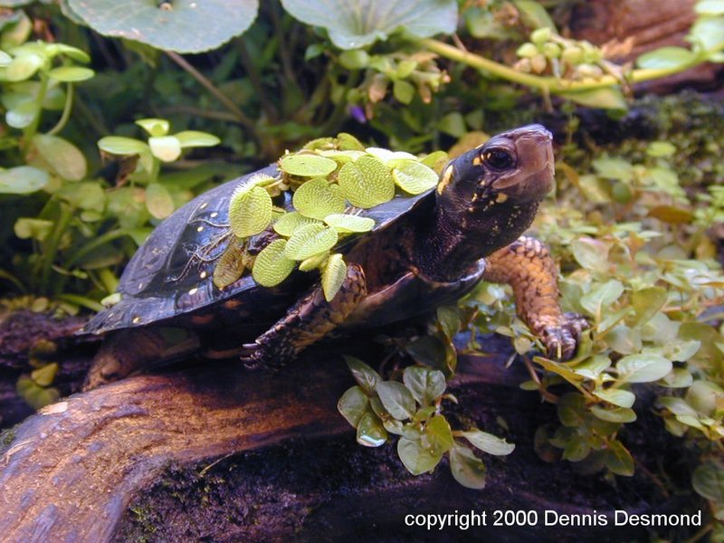 spotted turtle; DISPLAY FULL IMAGE.