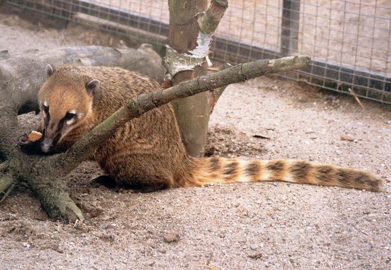 More Kruezen Animal Park - Coati cutie with cookie :-); DISPLAY FULL IMAGE.