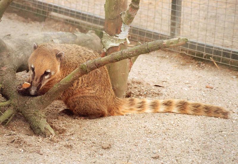 1999 Kruezen Animal Park pics rescanned - Coati cutie with cookie; DISPLAY FULL IMAGE.