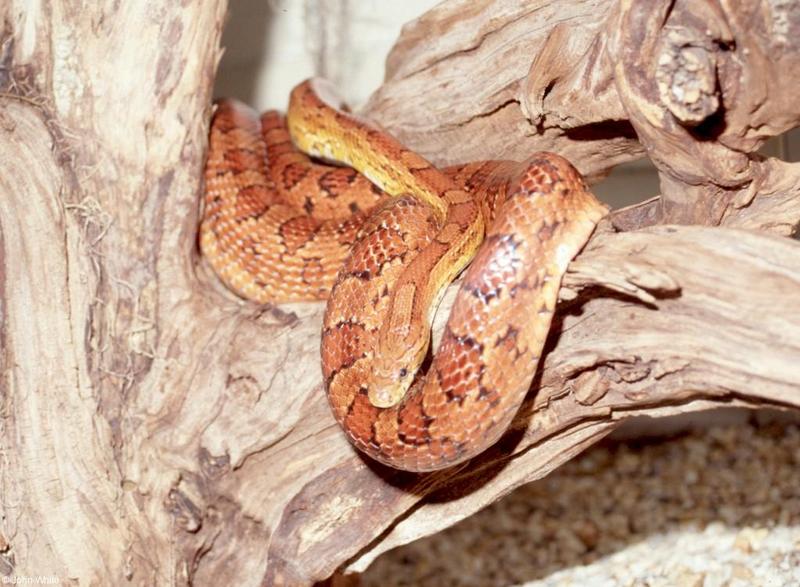 Corn Snake; DISPLAY FULL IMAGE.
