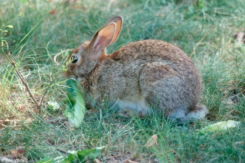 Eastern Cotton Tail; DISPLAY FULL IMAGE.