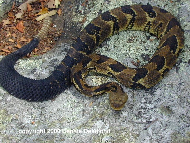 Timber Rattlesnake Yellow Phase; DISPLAY FULL IMAGE.