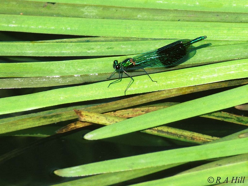 Banded Demoiselle (2nd try); DISPLAY FULL IMAGE.