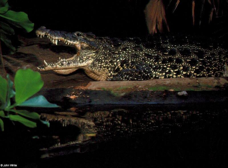 Cuban Crocodile - Crocodylus rhombifer; DISPLAY FULL IMAGE.