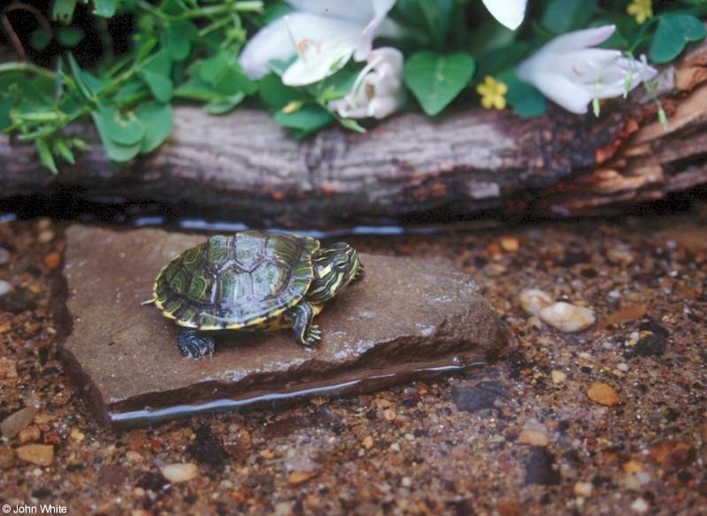 Cumberland slider (Trachemys scripta troosti)2; DISPLAY FULL IMAGE.