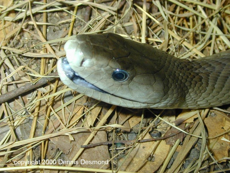 black mamba (Dendroaspis polylepis); DISPLAY FULL IMAGE.