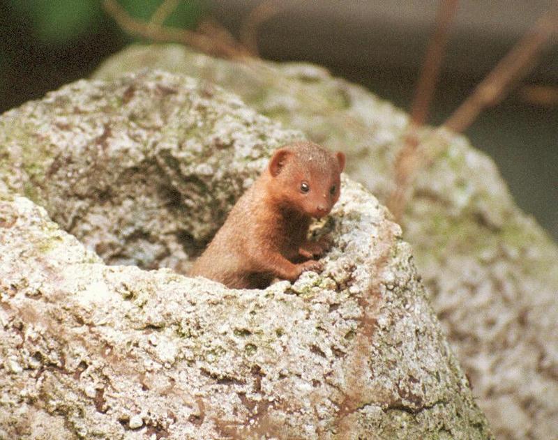 Frankfurt Zoo mongoose cooties #2 - and I have finally put the Coolscan pix up; DISPLAY FULL IMAGE.
