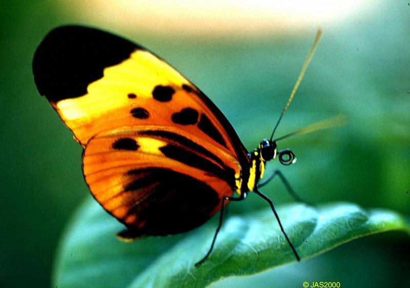 (Butterflies) File 1 of 4 - EueidesIsabella2.jpg - Isabella's Longwing (Eueides isabella); DISPLAY FULL IMAGE.