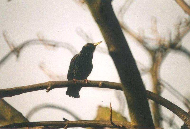 Birds from the Netherlands - starling2.jpg; DISPLAY FULL IMAGE.