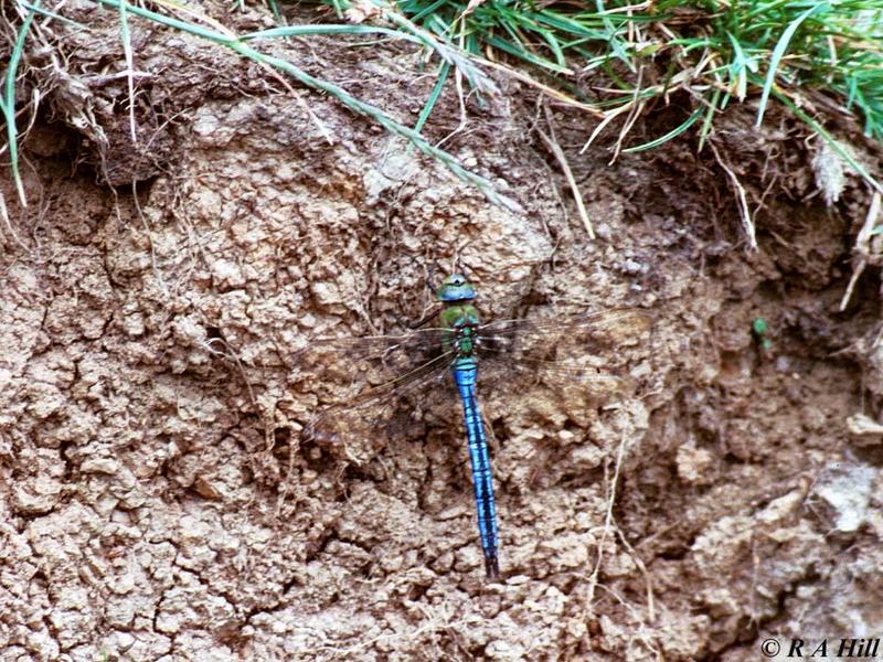 Emperor dragonfly; DISPLAY FULL IMAGE.