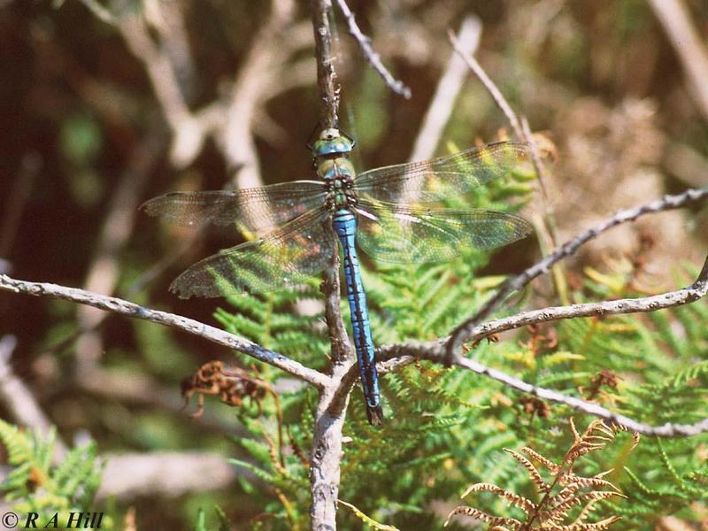 Emperor dragonfly 2; DISPLAY FULL IMAGE.