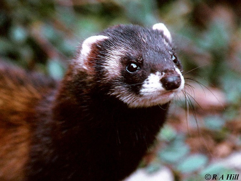 Polecat - European polecat (Mustela putorius); DISPLAY FULL IMAGE.