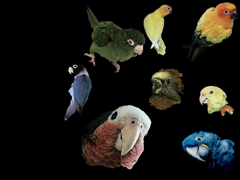 My own custumized wall papers, in JPG format - exotics.jpg (1/1); DISPLAY FULL IMAGE.