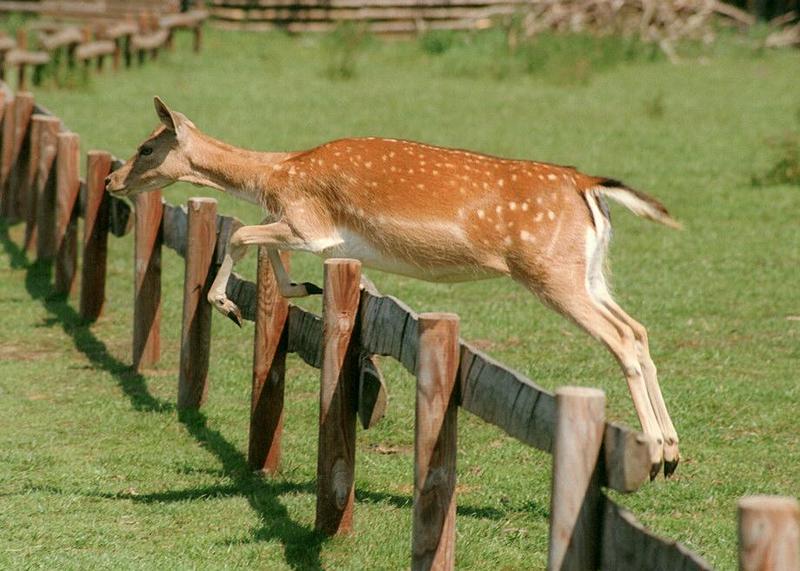 More fallow deer from Lauenbrueck - here's another jumpy one; DISPLAY FULL IMAGE.