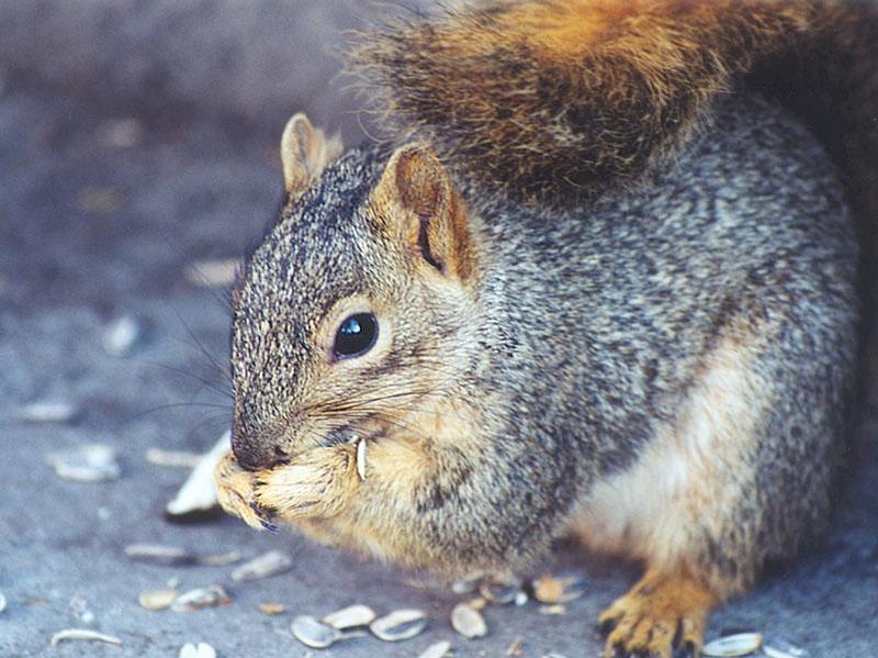 Fox Squirrel febng3; DISPLAY FULL IMAGE.