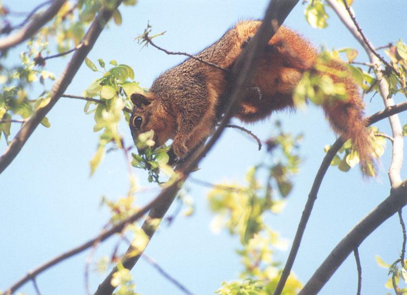 Fox Squirrel febng4; DISPLAY FULL IMAGE.