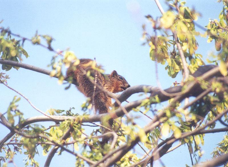 Fox Squirrel febng5; DISPLAY FULL IMAGE.