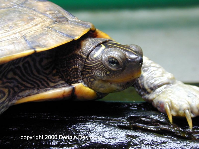 mississippi map turtle; DISPLAY FULL IMAGE.