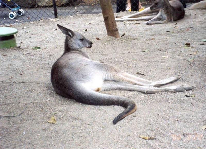 Gray Kangaroo (2 images); DISPLAY FULL IMAGE.