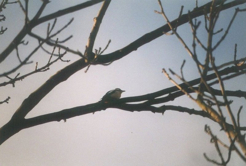 Birds from the Netherlands - Great Spotted Woodpecker2; DISPLAY FULL IMAGE.