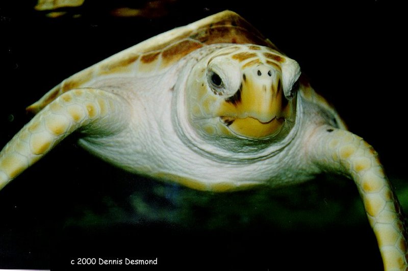 Green Sea Turtle; DISPLAY FULL IMAGE.