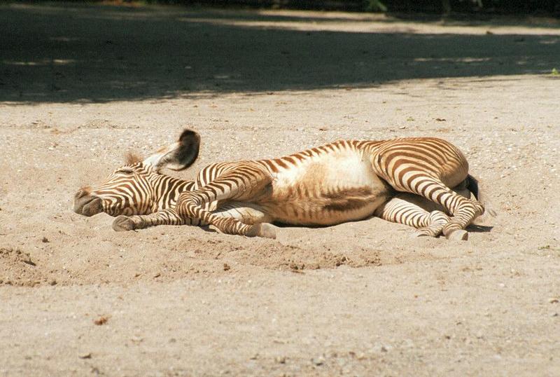 I'm really productive at the moment :-) Here's another Zebra foal - and 6 new on my web site; DISPLAY FULL IMAGE.