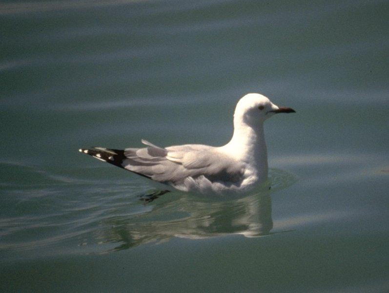 Re: Looking for bird pix! - hartlaubs_gull.jpg; DISPLAY FULL IMAGE.