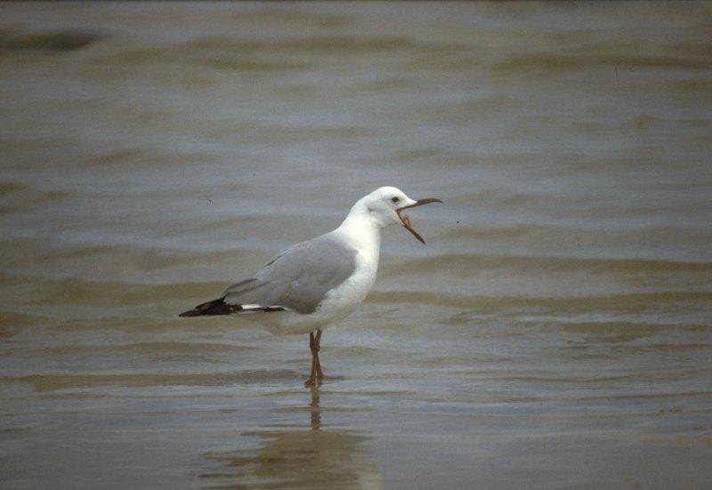 Re: Looking for bird pix! - hartlaubs_gull2.jpg; DISPLAY FULL IMAGE.