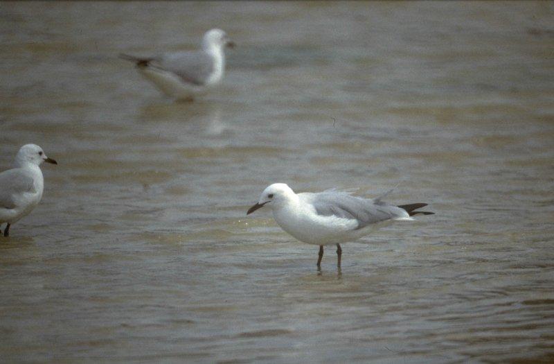 Re: Looking for bird pix! - hartlaubs_gulls.jpg; DISPLAY FULL IMAGE.