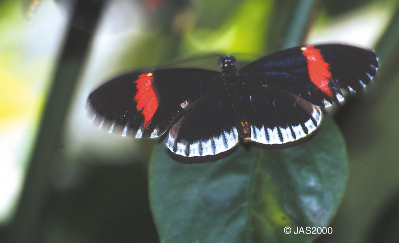 (Butterflies) File 3 of 4 - Heliconius Melpomene; DISPLAY FULL IMAGE.