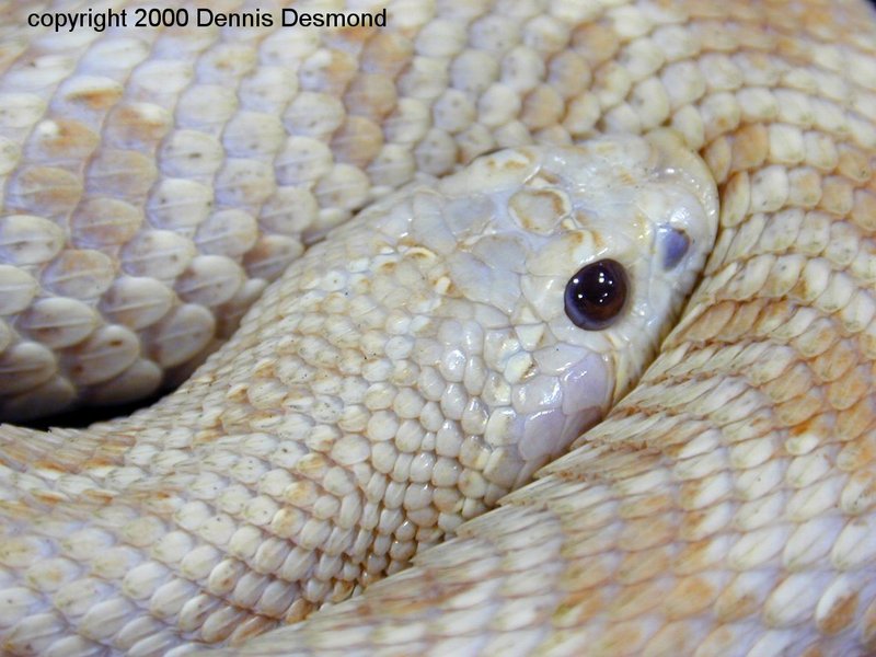 Western Hognose - amelanistic; DISPLAY FULL IMAGE.