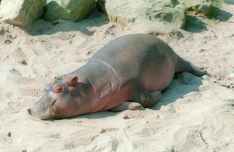 Sensational! Hot hippo action in Hannover Zoo :-); DISPLAY FULL IMAGE.