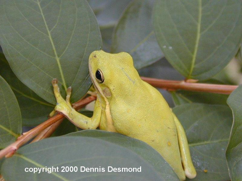 Green Treefrog; DISPLAY FULL IMAGE.