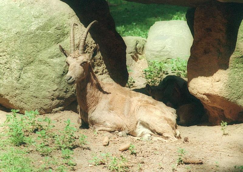 Contrast shots continued :-) - Ibex in Schwarze Berge Animal Park; DISPLAY FULL IMAGE.
