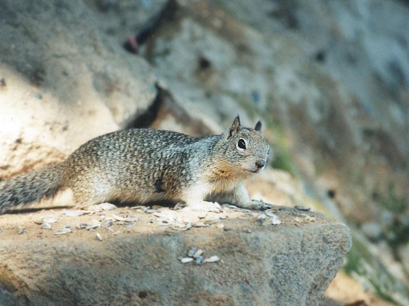 jan8.jpg Calif Ground Squirrel; DISPLAY FULL IMAGE.