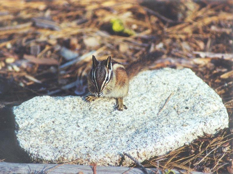 Jan11.jpg Lodgepole Chipmunk; DISPLAY FULL IMAGE.