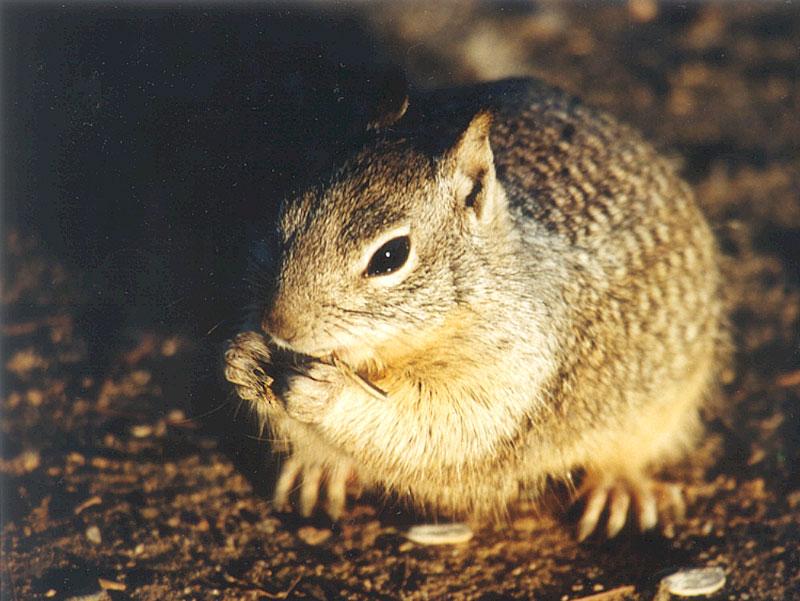 Jan15.jpg Calif Ground Squirrel; DISPLAY FULL IMAGE.