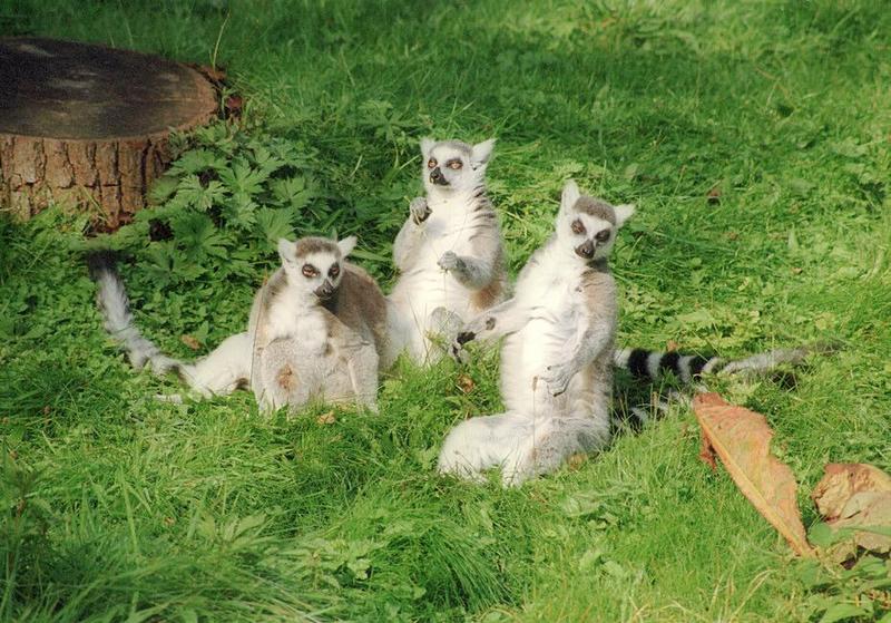 The Schwerin Zoo trio of trouble - Members of the Katta gang; DISPLAY FULL IMAGE.