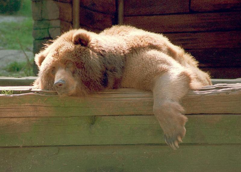 Coolscan masterpiece - the nastiest light you can imagine - Kodiak Bear in Nindorf Animal Park; DISPLAY FULL IMAGE.