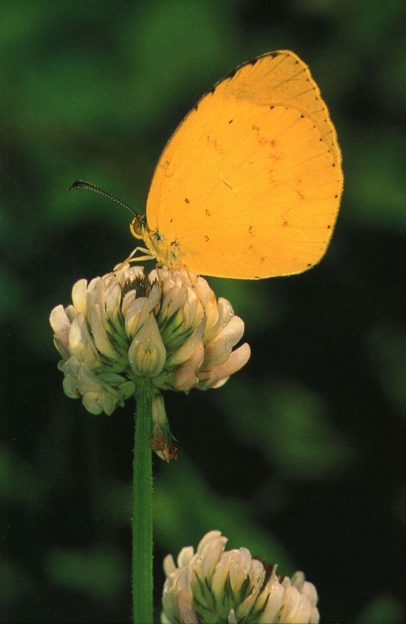 사라져 가는 우리 나비... 원본입니다. 20  남방노랑나비 Eurema hecabe; DISPLAY FULL IMAGE.