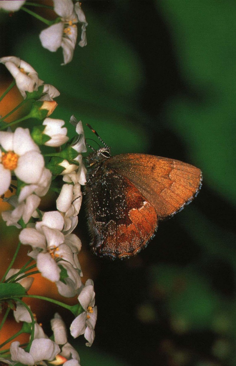 사라져 가는 우리 나비... 원본입니다. 12 쇳빛부전나비 Callophrys ferrea; DISPLAY FULL IMAGE.