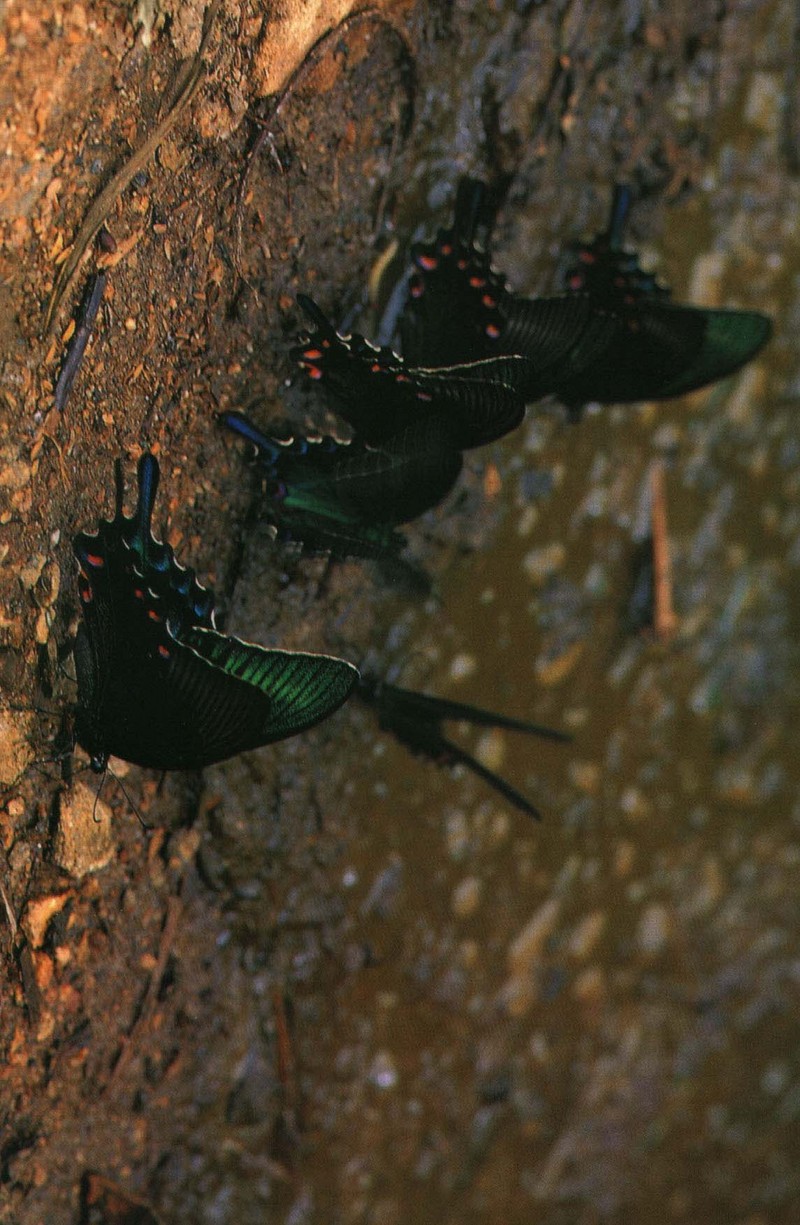 사라져 가는 우리 나비... 원본입니다. 19 산제비나비 Papilio maackii; DISPLAY FULL IMAGE.