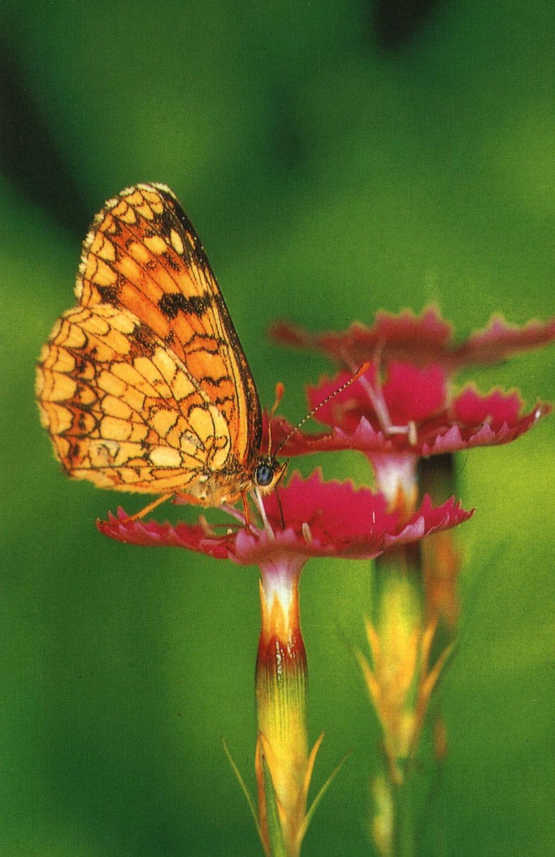 사라져 가는 우리 나비... 원본입니다. 7 담색어리표범나비 Melitaea diamina; DISPLAY FULL IMAGE.